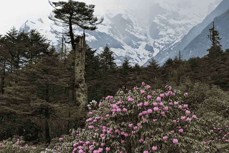 our nepal tours in spring